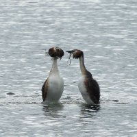 great crested grebes