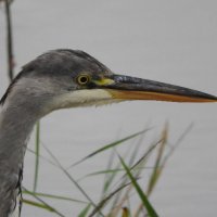 grey heron