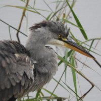 grey heron
