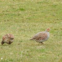 grey partridges
