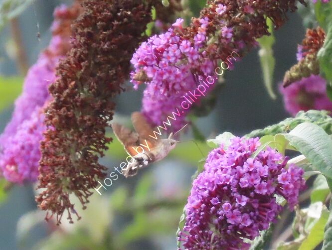 hummingbird hawkmoth