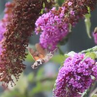 hummingbird hawkmoth