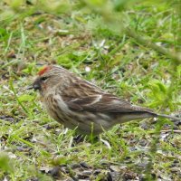 lesser redpoll