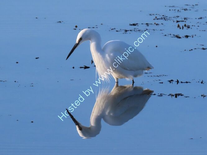 little egret