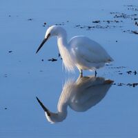 little egret