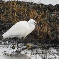 little egret