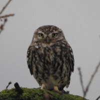 little owl