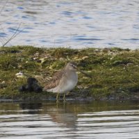 long billed dowitcher