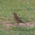 Guided walk at The Naze