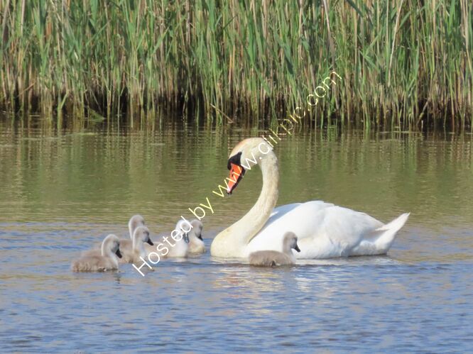 mute swan