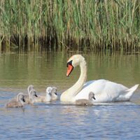 mute swan