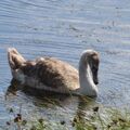 Guided walk at Tollesbury Wick