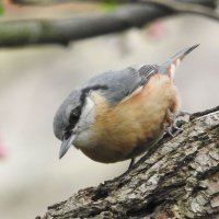 nuthatch