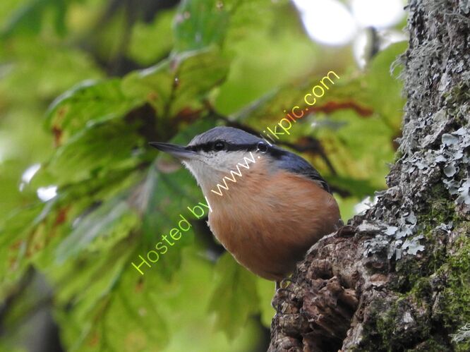 nuthatch, Brownsea Island 28.9.20 6