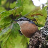 nuthatch, Brownsea Island 28.9.20 6