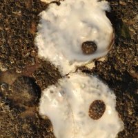 limpets on oysters + barnacles