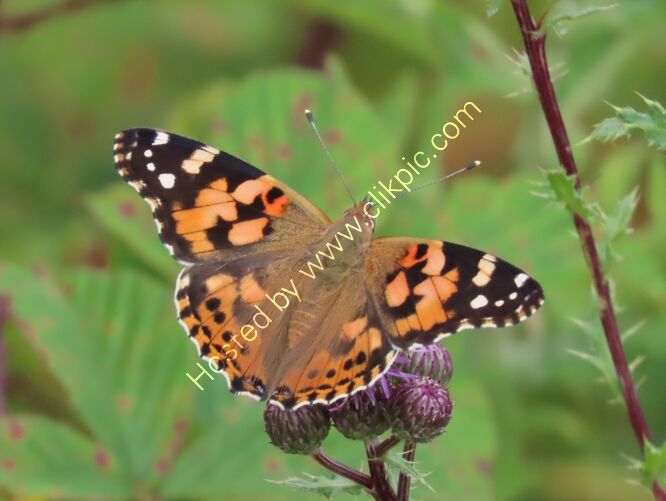 painted lady