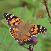 painted lady