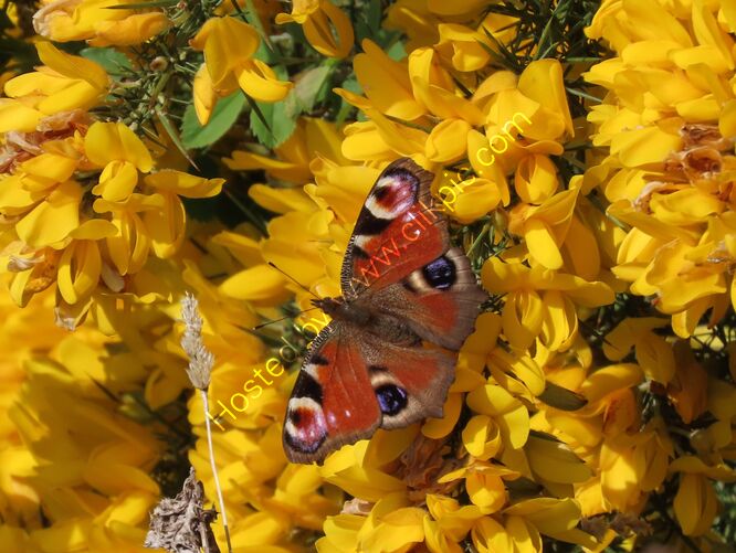 peacock