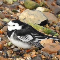 pied wagtail