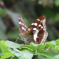 purple emperor