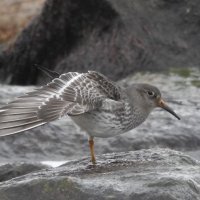 purple sandpiper