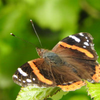 red admiral