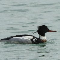 red breasted merganser