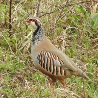 red legged partridge