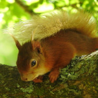red squirrel