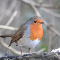 robin