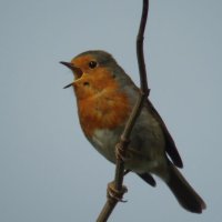 robin