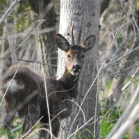 roe deer