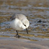 sanderling