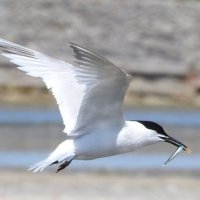 sandwich tern