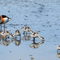 shelduck family
