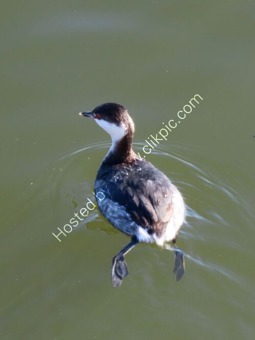 slavonian grebe