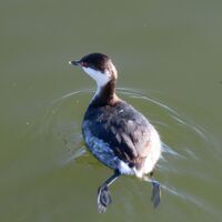 slavonian grebe