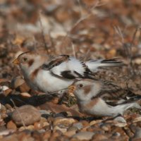 snow buntings