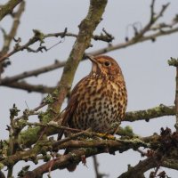 song thrush