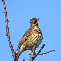 song thrush