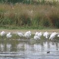Guided walk at Abberton Reservoir