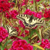 swallowtail