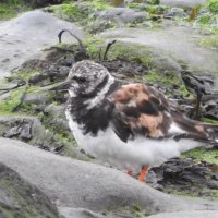 turnstone