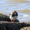 Guided walk at Dovercourt West End