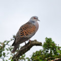 12.7.16 Hythe Lagoons & Fingringhoe Wick