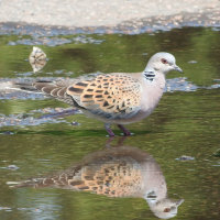 turtle dove