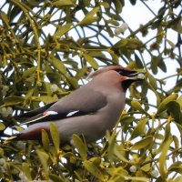 waxwing