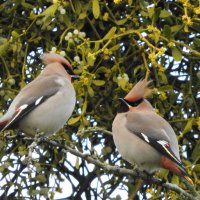 waxwings