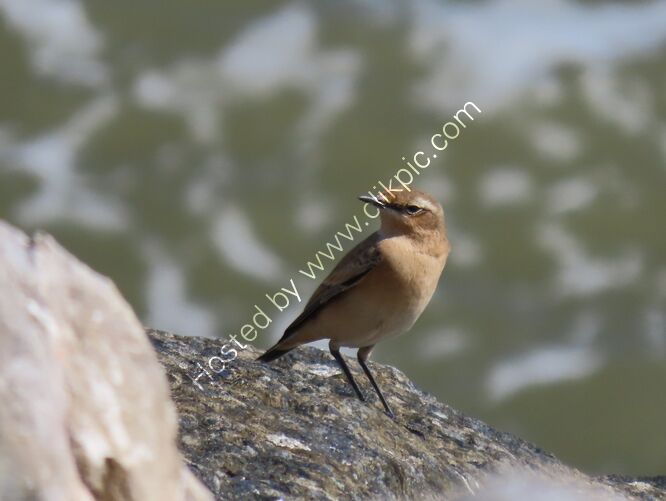 wheatear